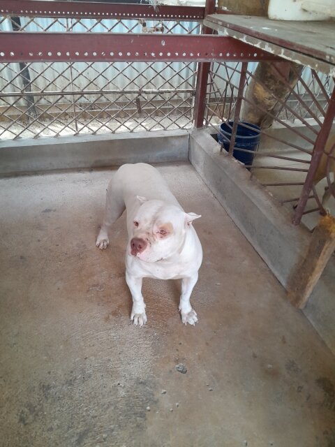 3 Year Old Female American Bully