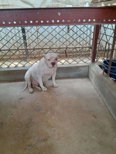 3 Year Old Female American Bully