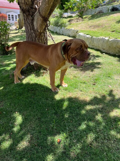 3 On Half Year Old Mastiff Mix Male