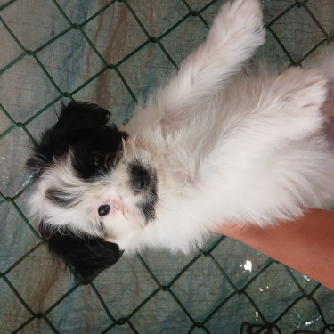 Shih Pom Puppy For Sale