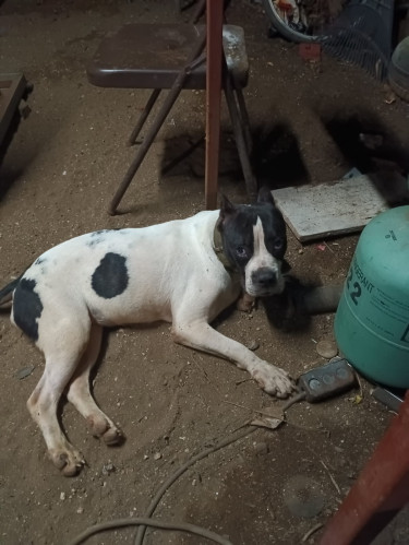 Female Bulldog 18 Months 