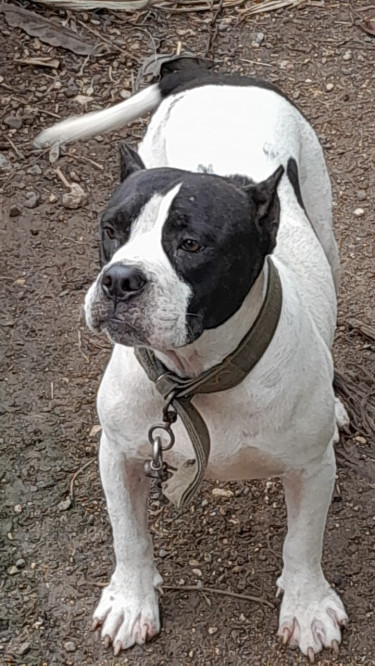 Female Bulldog 18 Months 