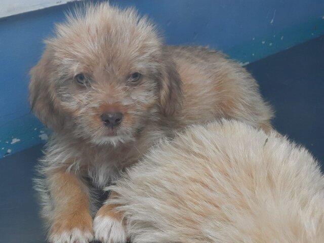 Poodle Pomeranian