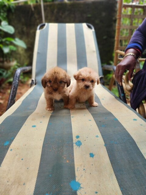Poodle Pomeranian