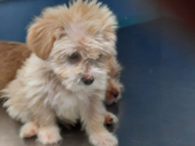 Poodle Pomeranian