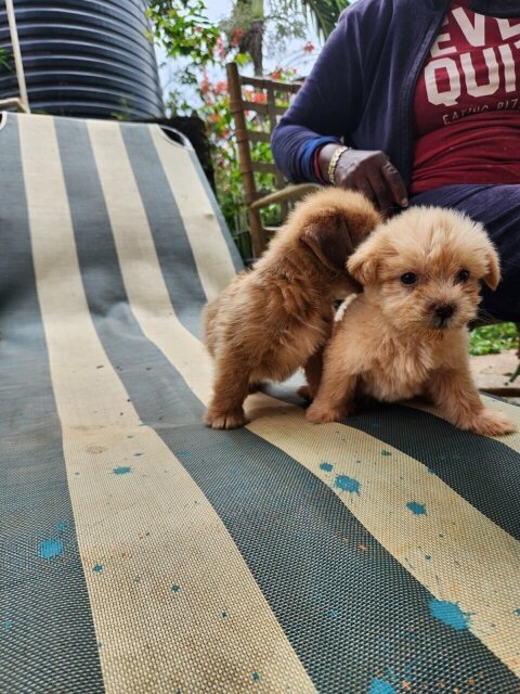 Poodle Pomeranian