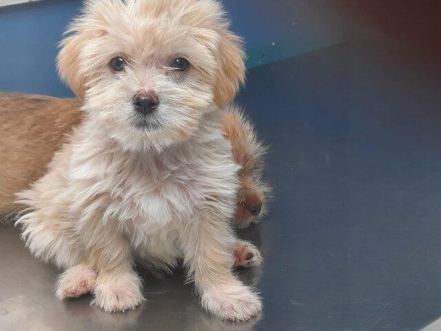 Poodle Pomeranian