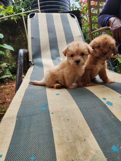 Poodle Pomeranian