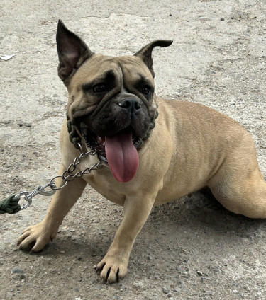 English Bulldog Mix Frenchie 