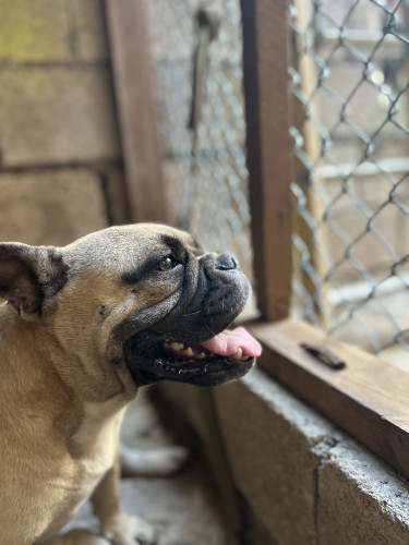 English Bulldog Mix Frenchie 