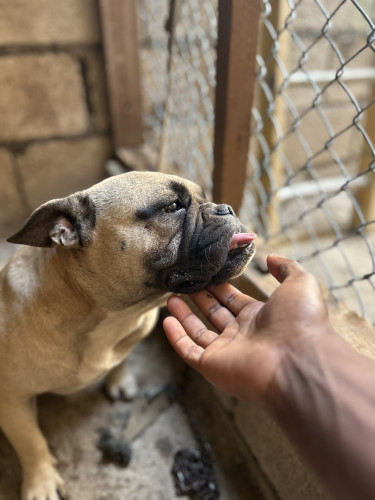 English Bulldog Mix Frenchie 