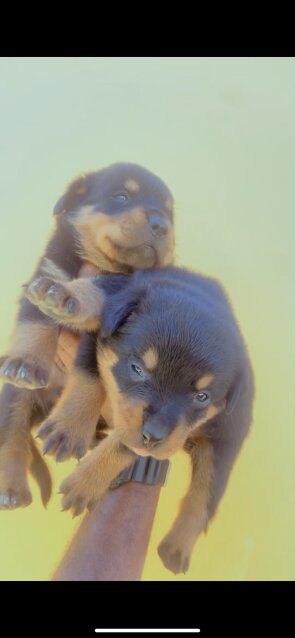 REGISTERED ROTTWEILER PUPPIES