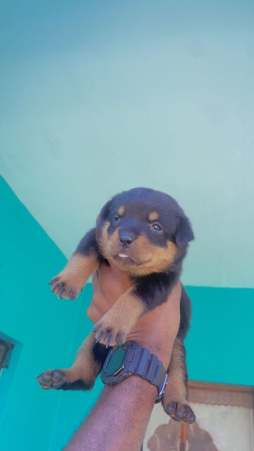 REGISTERED ROTTWEILER PUPPIES