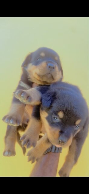 REGISTERED ROTTWEILER PUPPIES