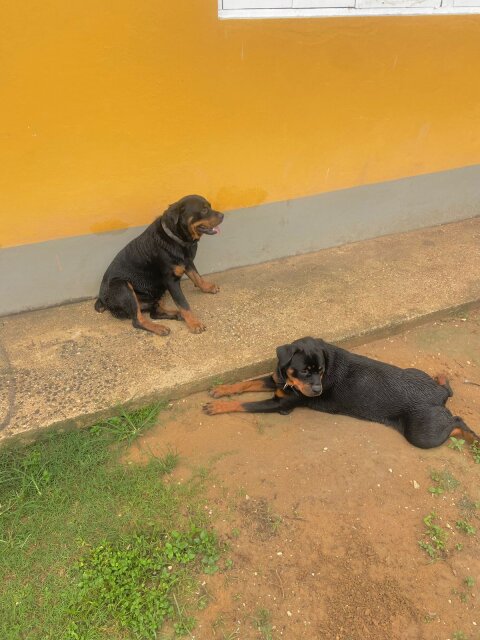 REGISTERED ROTTWEILER PUPPIES