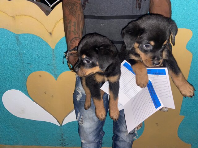 REGISTERED ROTTWEILER PUPPIES