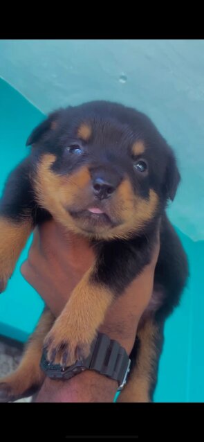 REGISTERED ROTTWEILER PUPPIES