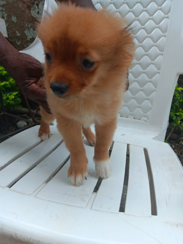 For Sale In Jamaica $45000 Pomeranian/shih Tzu Onl