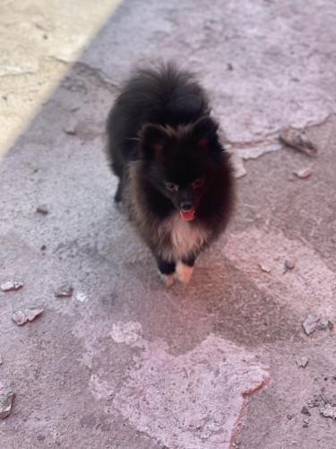 Female Adult Pomeranian 