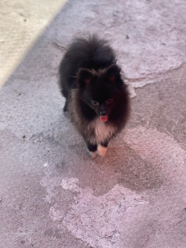 Female Adult Pomeranian 