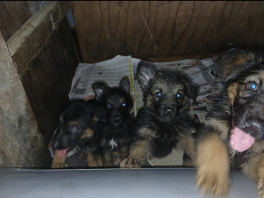 German Shepherd Puppies