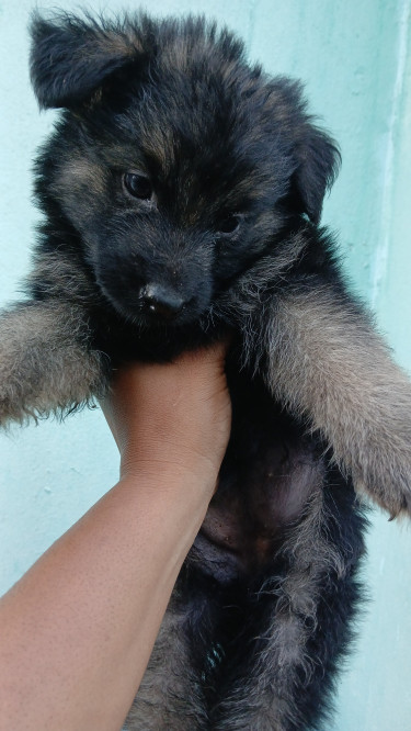 German Shepherd Puppies