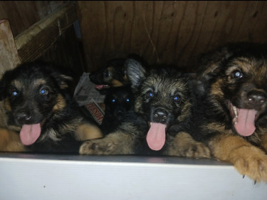 German Shepherd Puppies