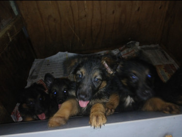 German Shepherd Puppies