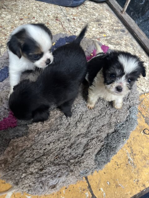 Shihtzu For Sale