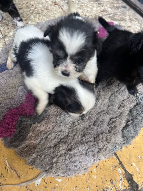 Shihtzu For Sale