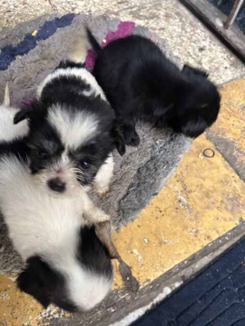 Shihtzu For Sale