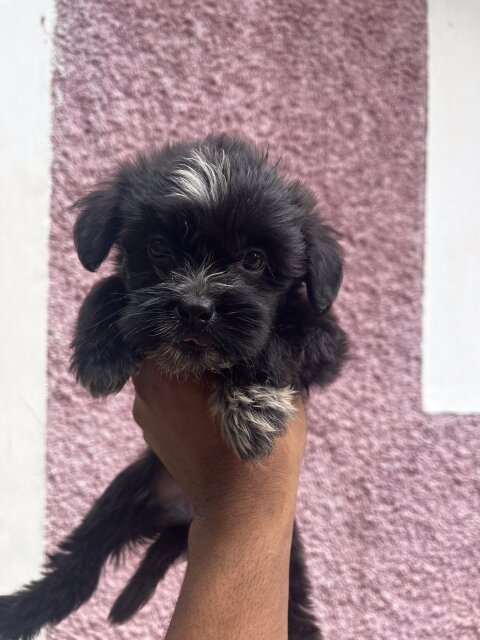 Shih Tzu Poodle Mix Pups For Sale