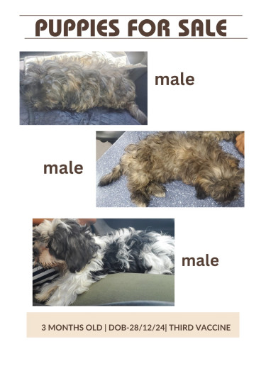 Shih Tzu-Poodle Mix
