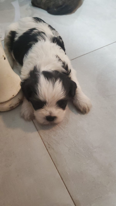 Shih Tzu-Poodle Mix