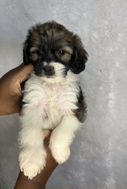 Cockapoo Shih Tuz Puppy For Sale