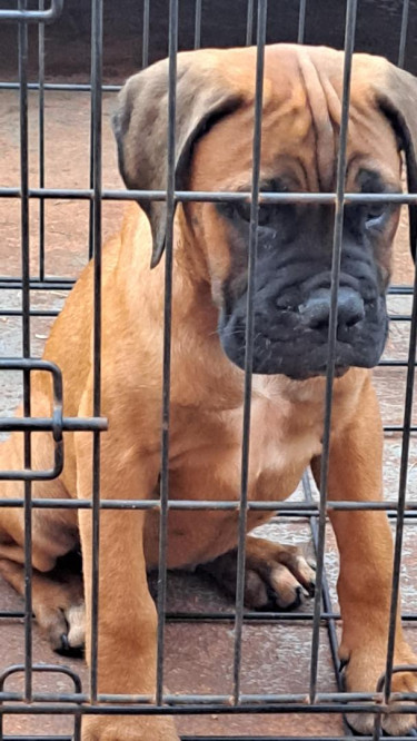 Bullmastiff Pups