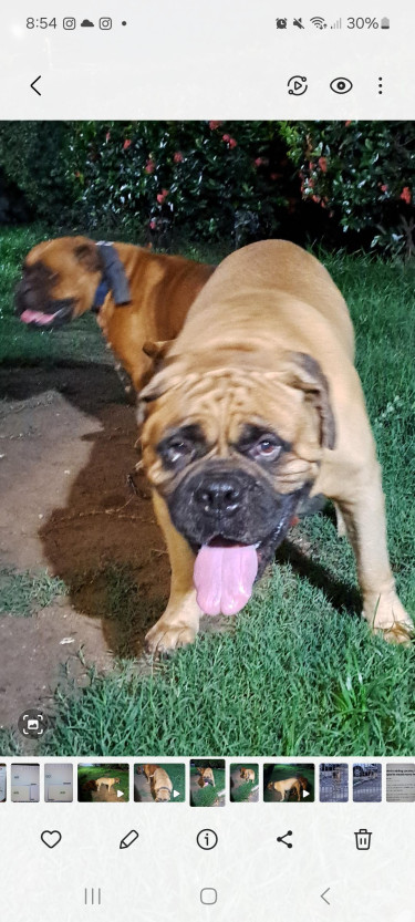 Bullmastiff Pups