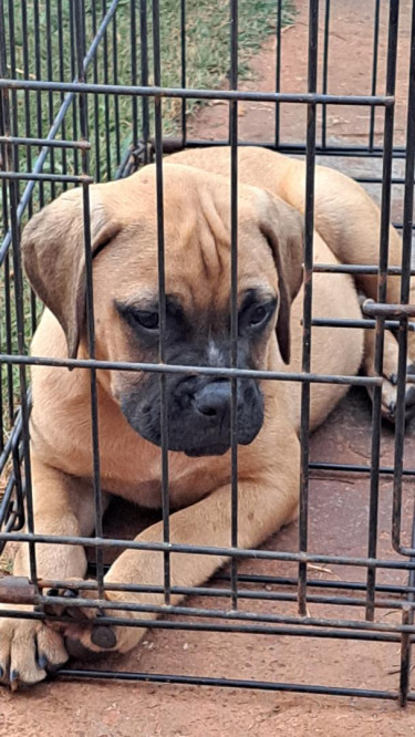 Bullmastiff Pups