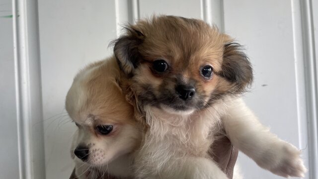 Pomeranian Mixed Pup