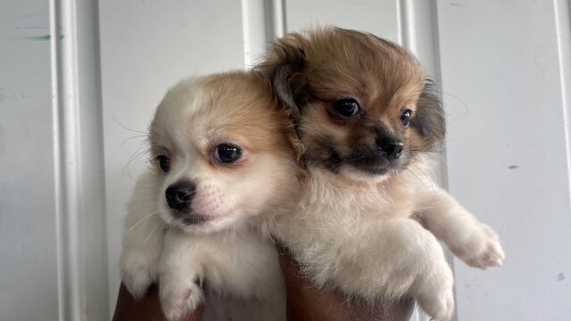 Pomeranian Mixed Pup