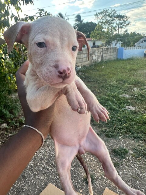 Pitbull Terrier