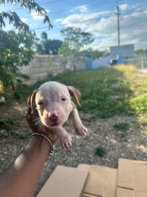 Pitbull Terrier