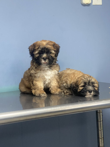 Shih Tzu/poodle Mix Available Both Females