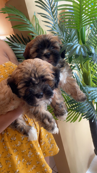 Shih Tzu/poodle Mix Available Both Females