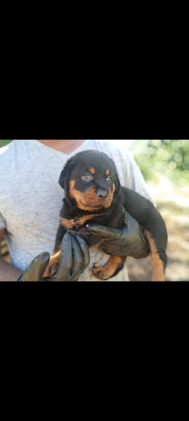 Rottweiler Puppies For Sale (8 Weeks Old)