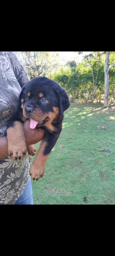 Rottweiler Puppies For Sale (8 Weeks Old)