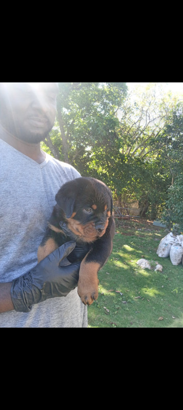 Rottweiler Puppies For Sale (8 Weeks Old)