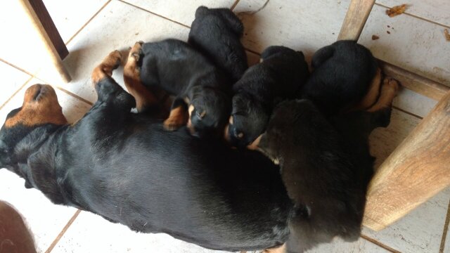 Rottweiler Puppies 10 Weeks Old