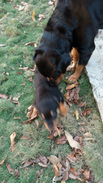 Rottweiler Puppies 10 Weeks Old