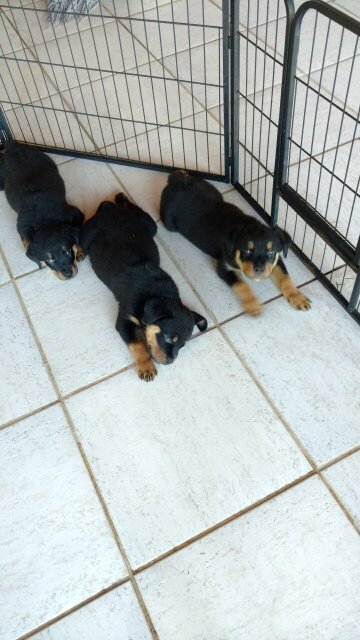 Rottweiler Puppies 10 Weeks Old